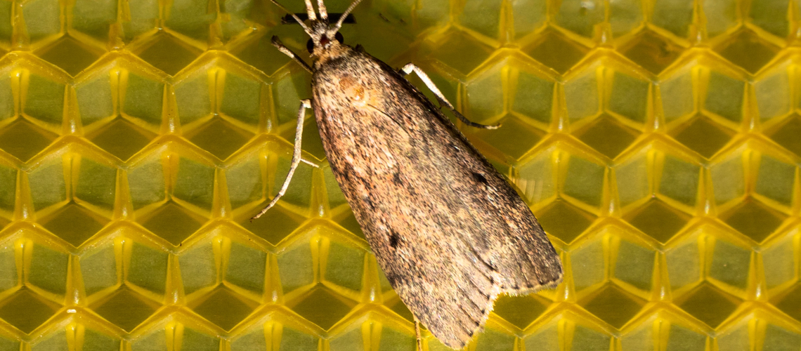 Конец «мышиной» эры