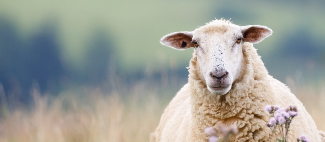 «Одежда» для зубов