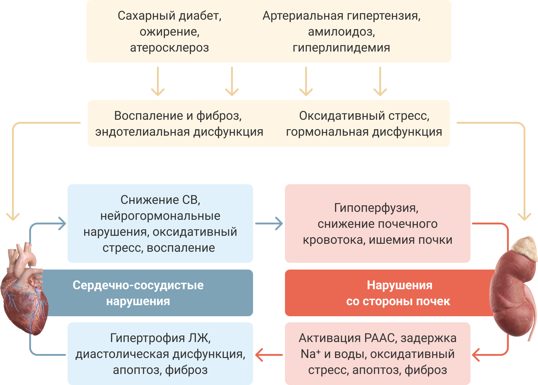 Воспаление и интерстициальный фиброз