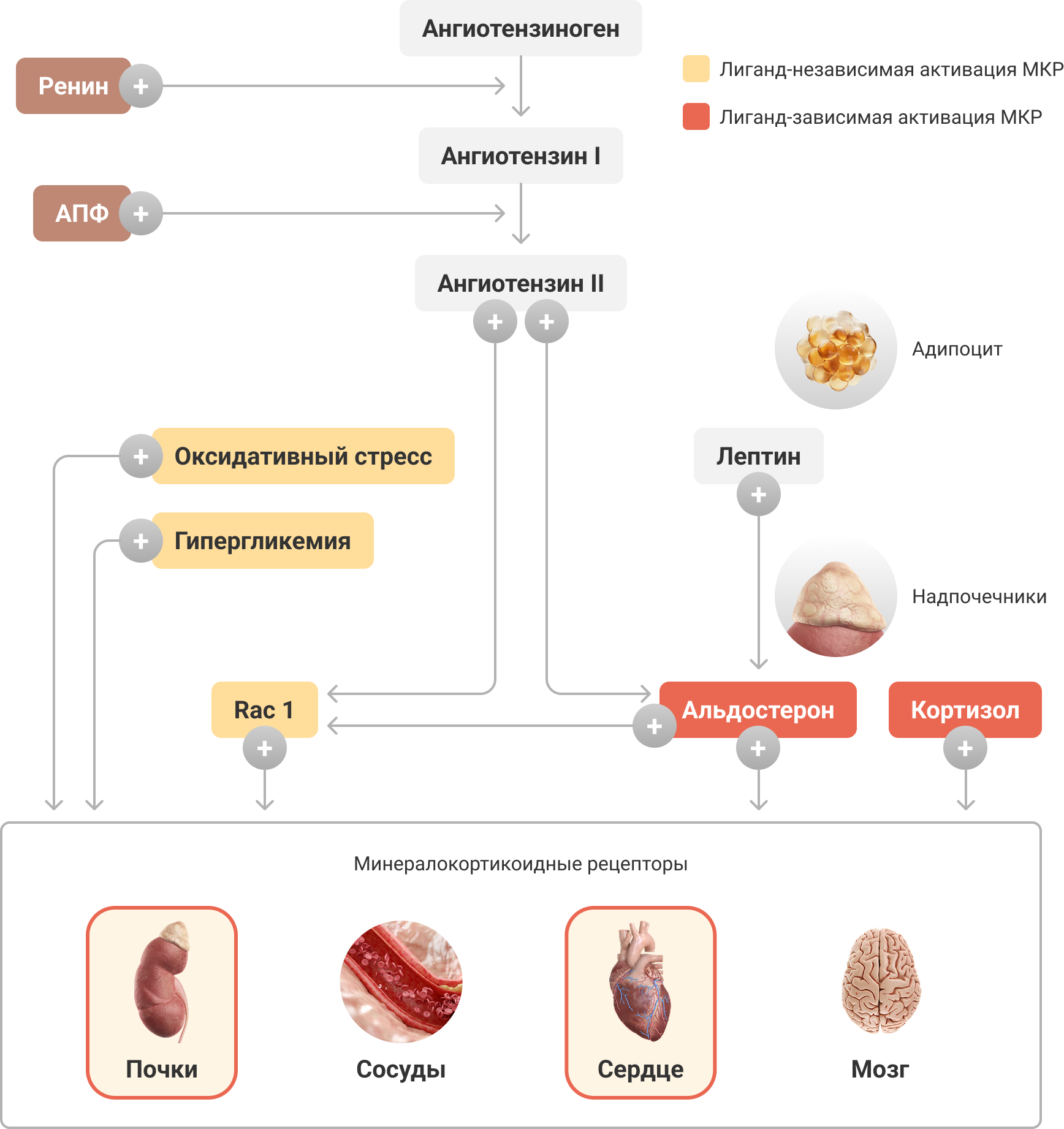 Современное представление об активации процессов РААС