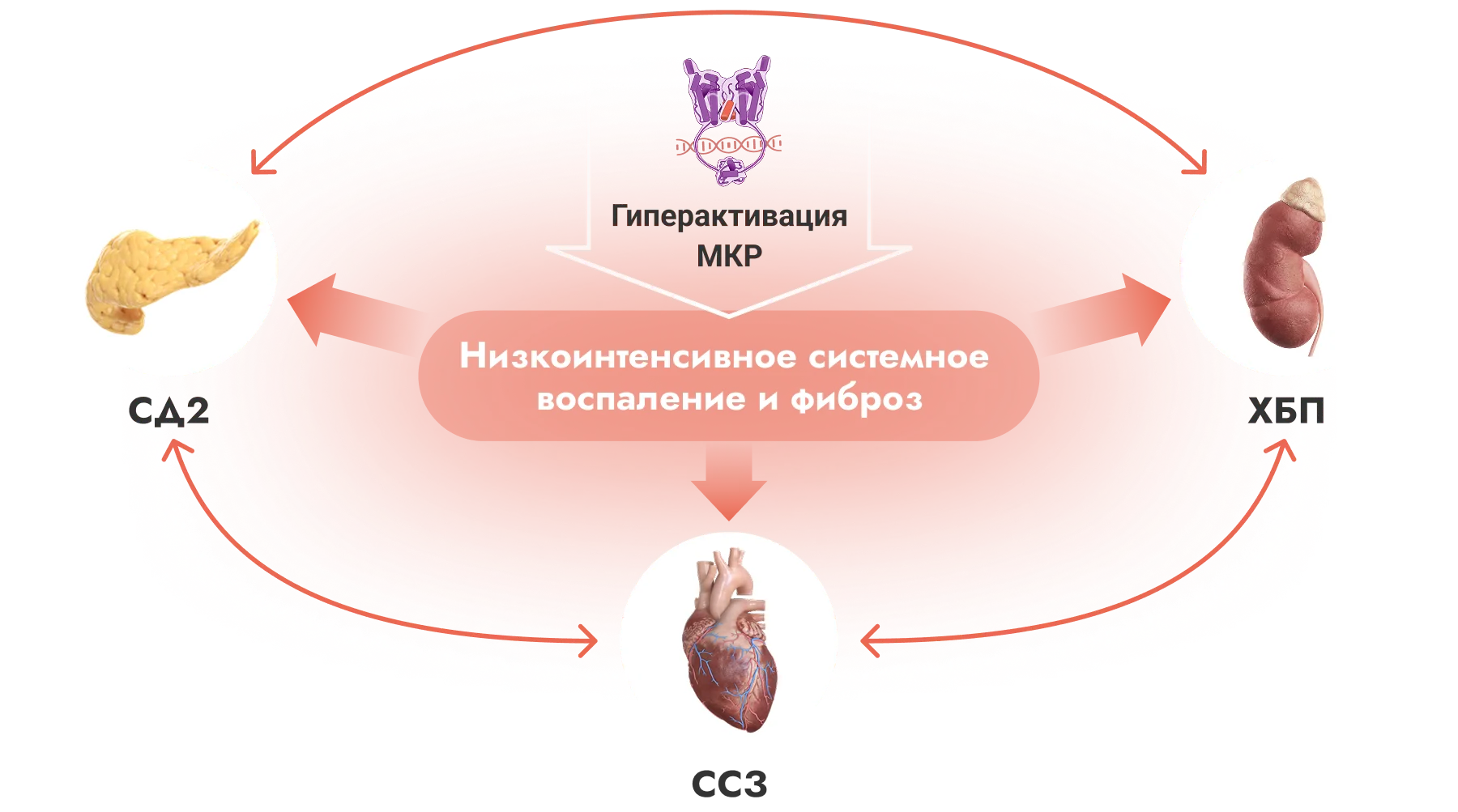 Схема кардио-рено-метаболического синдрома
