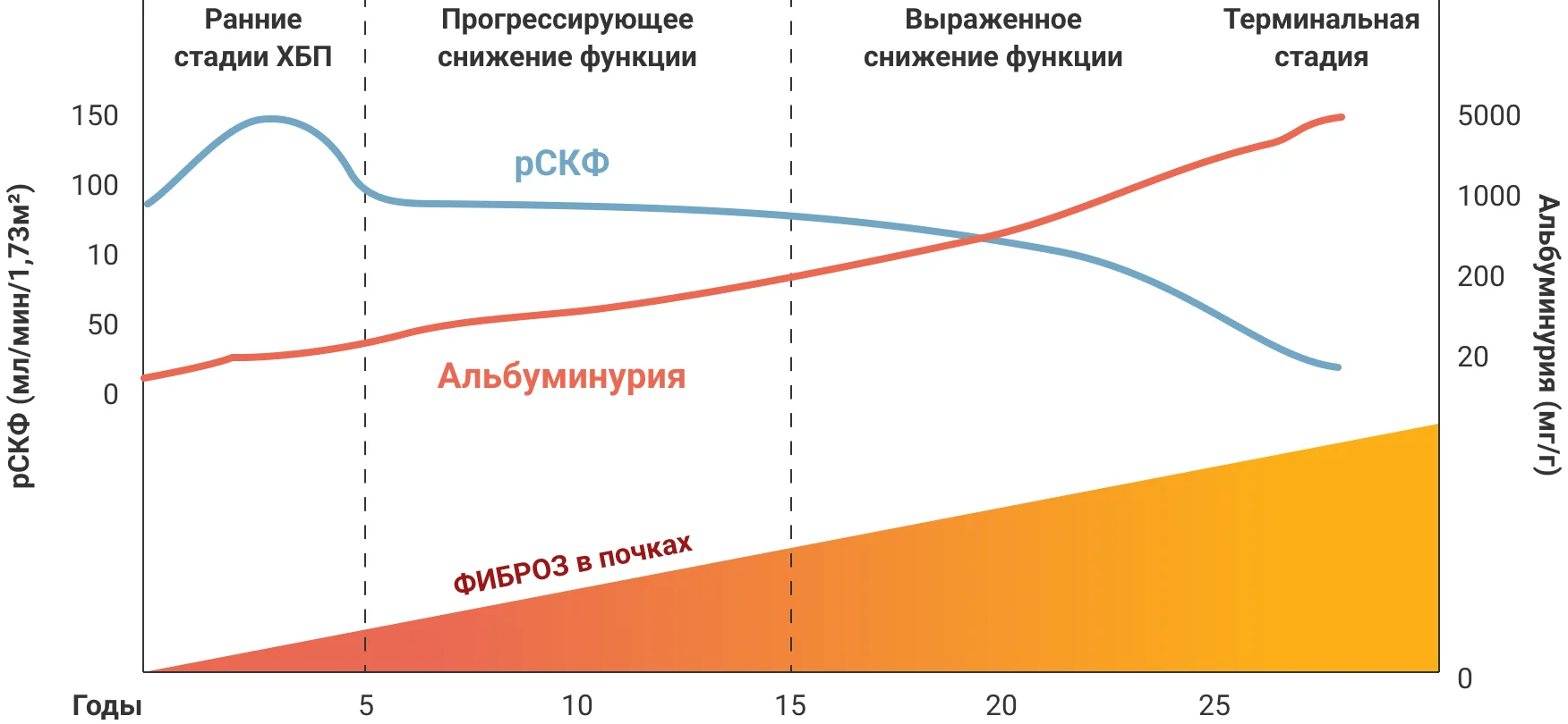 График изменения в почках по мере прогрессирования ХБП